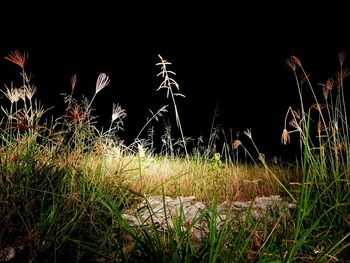 Close-up of grass at night