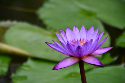 Close-up of purple water lily in pond