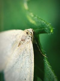 Close-up of insect on wood