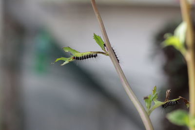 Close-up of insect on plant