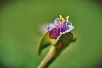 Close-up of purple flowering plant