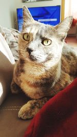 Close-up of a cat looking away