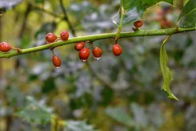 Close-up of berries growing on tree