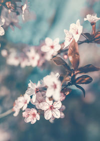 Close-up of cherry blossom