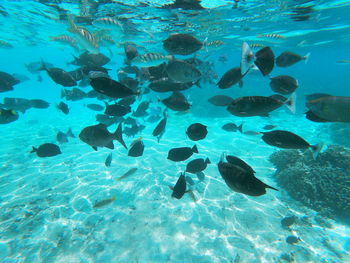 View of fish swimming in sea