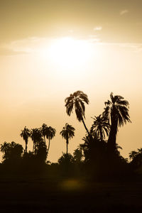 Silhouette palm trees against sky during sunset