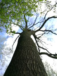 Low angle view of tree against sky