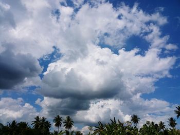 Low angle view of trees against blue sky