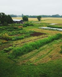 Scenic view of agricultural field against sky