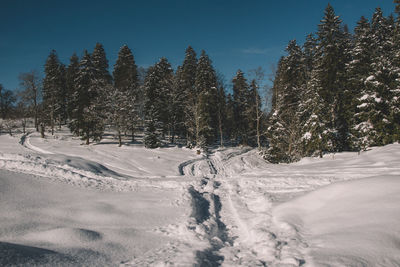 Trees on snow covered field against sky