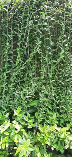 Full frame shot of green plants