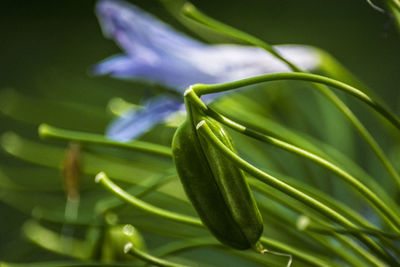 Close-up of green leaf