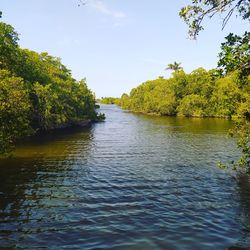 Scenic view of river in forest against sky