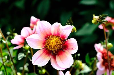 Close-up of pink flower