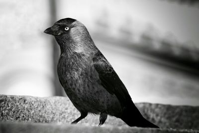 Close-up of crow on steps