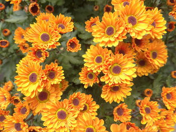 High angle view of yellow flowering plants