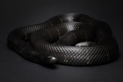 Close-up of snake