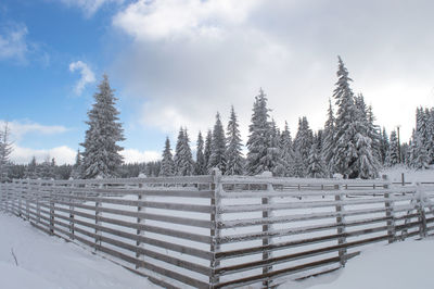 Panoramic view of trees on snow field against sky