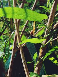 Close-up of bird perching on leaf