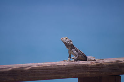 Low angle view of lizard on wood against clear blue sky