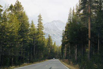 Road amidst trees in forest, ca