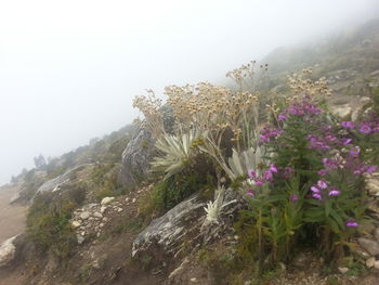 Close-up of plants growing on mountain against sky