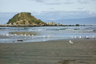 View of birds on beach