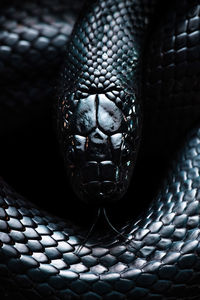 From above closeup black milk snake with sticking out tongue smelling air in darkness