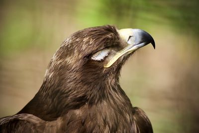 Close-up of a bird looking away