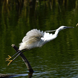 Egret in lake