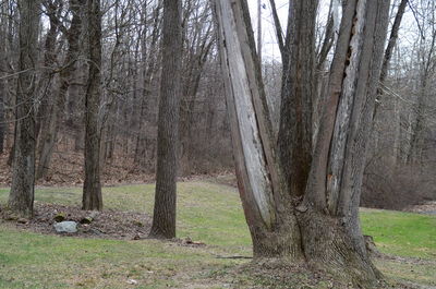 Bare trees in forest