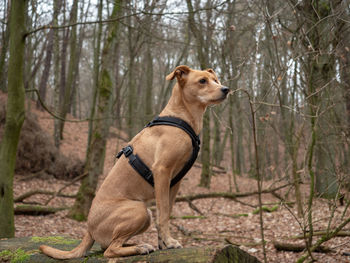 Dog looking away in forest