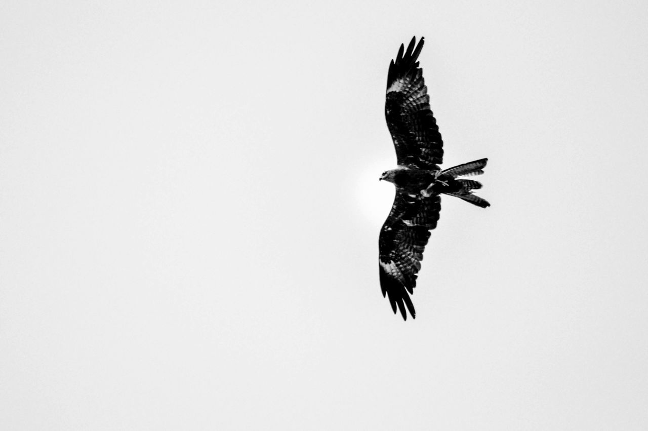 flying, spread wings, animal themes, bird, animals in the wild, mid-air, wildlife, one animal, clear sky, low angle view, copy space, full length, motion, freedom, animal wing, nature, on the move, flight, zoology, no people