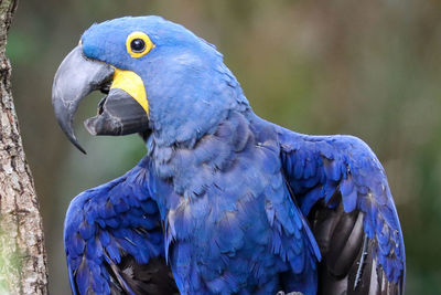 Close-up of blue parrot