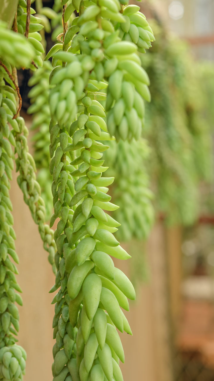 green color, food and drink, growth, food, focus on foreground, no people, abundance, freshness, healthy eating, day, fruit, nature, close-up, outdoors, beauty in nature