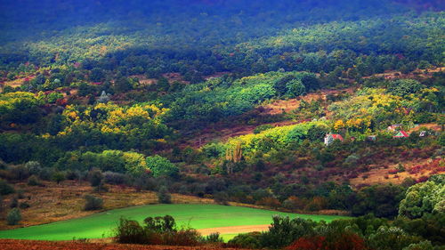 Scenic view of forest during autumn