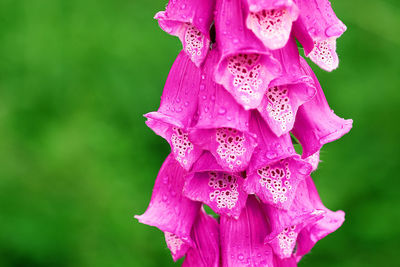 Close-up of pink flower