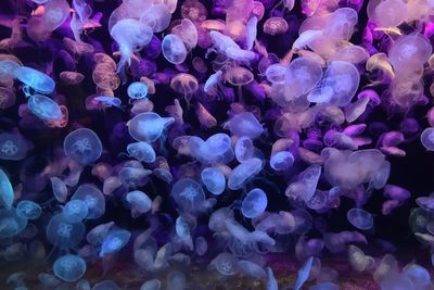 Close-up of jellyfish swimming in sea