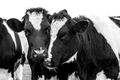 Cows looking into the camera black and white