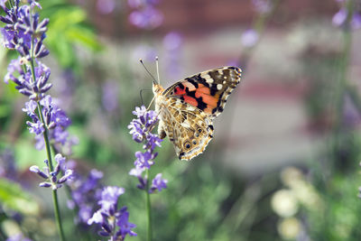 Close-up of butterfly pollinating on purple flower