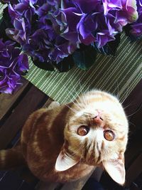 High angle view of cat by purple flower