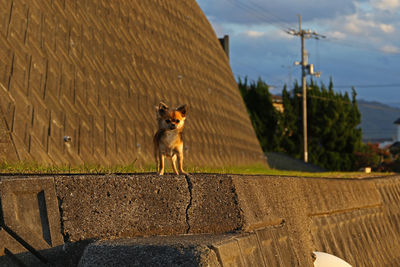 Dog standing in front of wall