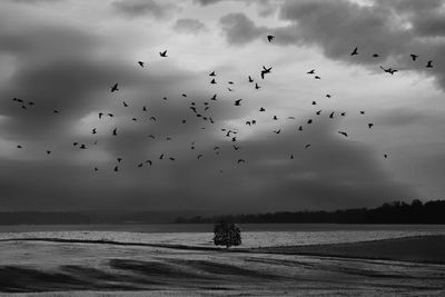 Flock of birds flying over lake 