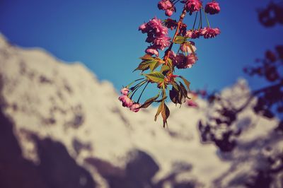 Close-up of flowering plant against sky