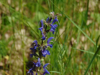 Close-up of purple flowering plant on field