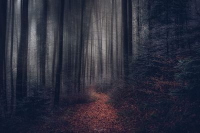 Trees in forest during autumn