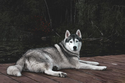 Portrait of husky resting