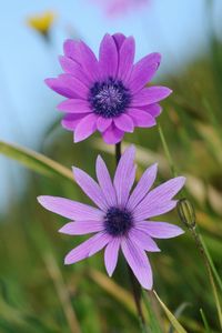 Close-up of purple flower