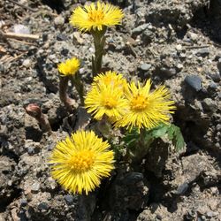 High angle view of yellow flowering plant on rock