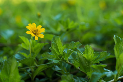 Close-up of yellow flowering plant